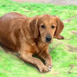 Ivory - Golden Retriever