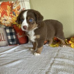 Girl 1 - Red tri female Miniature Australian Shepherd puppy in Edgar Springs, Missouri from Scott’s Aussies LLC