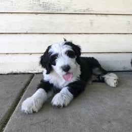 Old English Sheepdog and Sheepadoodle Puppies from Doodlefolk