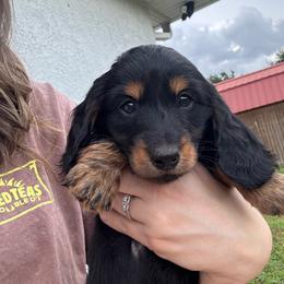Toothless - Black and tan male Dachshund puppy in Charlotte County, Florida from Doxie Den