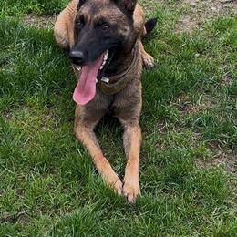 Xena - Fawn female Belgian Malinois puppy in Palmyra, Maine from Maine Working Dogs