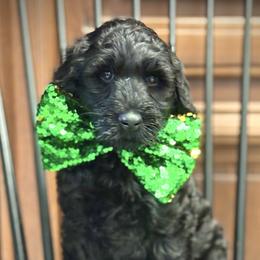 Miss Yellow - Black female Australian Labradoodle puppy in Wake Forest, North Carolina from Lucky Country Labradoodles