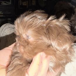 Seth - Liver and white male Shih Tzu puppy in Statesville, North Carolina from Grimmly Blue’s Shih Tzus