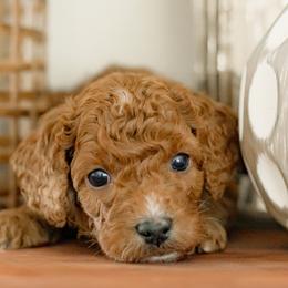Ladder (yellow collar) - Red  male Goldendoodle puppy in Apopka, Florida from The Classic Doodle