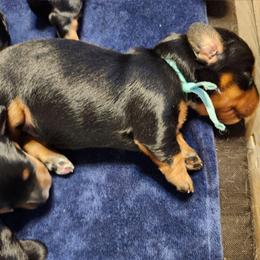 Blue - Black and tan female Dachshund puppy in Amarillo, Texas from Panhandle Dashing Doxies