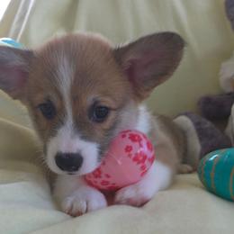 Dooney - Red male Pembroke Welsh Corgi puppy in Decatur, Illinois from Smilin Corgis