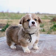 Brownie - Red male Pembroke Welsh Corgi puppy in Stockton, Utah from BW Corgis
