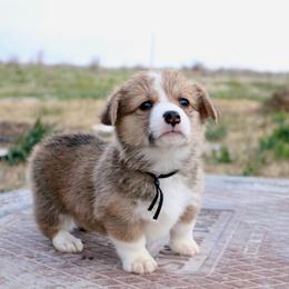 Brownie - Red male Pembroke Welsh Corgi puppy in Stockton, Utah from BW Corgis