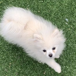 Zazu - Pomeranian