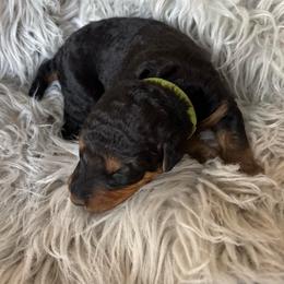 Mr Green - Black and tan male Airedale Terrier puppy in Huntersville, North Carolina from Cool Hand Luke Kennels