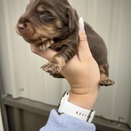 Dachshund Puppies from Bailey’s Dacshunds