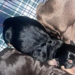 Boy 1 - Black and tan male Dachshund puppy in Turtletown, Tennessee from Stachia’s C4 Dachshunds
