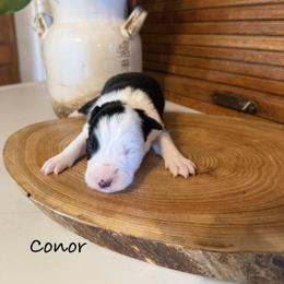 Conor - Black and white male Border Collie puppy in Lakeview, Michigan from Haven Creek Farm