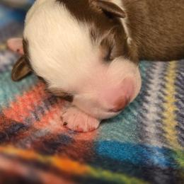 Cider - Red tri-color female Australian Shepherd puppy in Russellville, Kentucky from Page Family Homestead