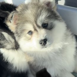 Pomsky Puppies from PomskyParadise