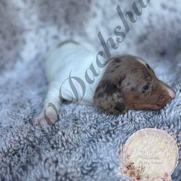 Rowan - Dapple male Dachshund puppy in Lufkin, Texas from CSW Dachshunds