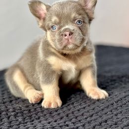Bernedoodle, French Bulldog, Goldendoodle, and Poodle Puppies from Stardust Doodles
