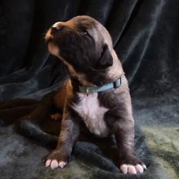 Zara - Fawn female Anatolian Shepherd Dog puppy in La Grange, Georgia from Florida Anatolian Shepherds