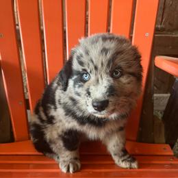 Spade - Blue merle male Australian Shepherd puppy in Whitwell, Tennessee from Owl Hollow Farm