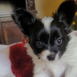 Black n white female 2 - White and black female Papillon puppy in Florida from Tammy's Papillon Playpen