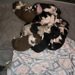 Australian Shepherd and Miniature Australian Shepherd Puppies from Cara Harker