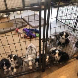 Miniature Australian Shepherd Puppies from Barnyard Aussies