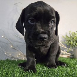 Cookie - Black female Cane Corso puppy in St. Augustine, Florida from RG2 Cane Corsos