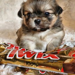 Tibetan Spaniel Puppies from Trillium Tibetan Spaniels