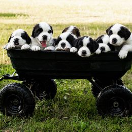 Saint Bernard Puppies from Minnie's Majestic Saints