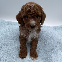 David - Red  male Goldendoodle puppy in Kansas City, Kansas from Bella & Ivy’s Mini Goldendoodles of KC