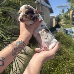 Snowy - Dapple female Dachshund puppy in Corona, Ca Hemet, Ca Surpise, Az, California from Over The Moon Dachshunds and Doodles