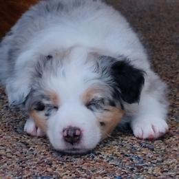 Miniature Australian Shepherd Puppies from Son Shine Farm