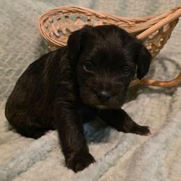 Diamond - Black male Schnoodle puppy in Arkansas from Harper's Pups
