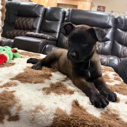 Boy 2 - male Belgian Malinois puppy in Midway, Georgia from C4MALINOIS