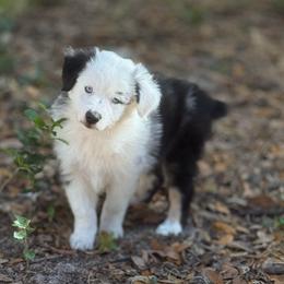 AUGGY - Blue merle male Miniature Australian Shepherd puppy in Bartow, Florida from Peace Creek Aussies