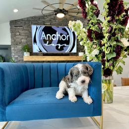 P I N E - Teddy Bear - G I R L - Merle female Yorkipoo puppy in Pleasant View, Utah from Anchor Dogs