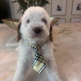 Rocco - Red and white male Cockapoo puppy in Sacramento County, California from Sac-Town Poodles and Doodles
