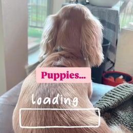 Dachshund puppies from Duchess Daphne's Doxie Empire