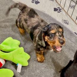 Blue Dapple Boy - Dapple male Dachshund puppy in Burkesville, Kentucky from Bline’s Awesome Aussies, Aussiedoodles & Doxies at the Bline Family Farm