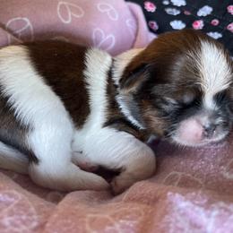 Shih Tzu Puppies from Aloha Shih Tzu