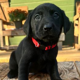Black Boy Red Collar - Black male Labrador Retriever puppy in Ozark, Arkansas from Middle Ridge Retrievers