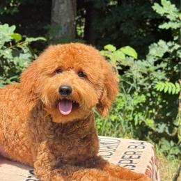 Buddy OFA - Red male Cavapoo puppy in Falmouth, Michigan from Dyer Lake Newfoundland’s
