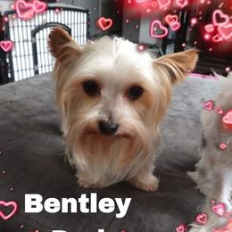 Bentley - Yorkshire Terrier