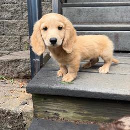 Mater - Red male Dachshund puppy in Tulsa, Oklahoma from K4 Doxies