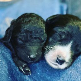 Goldendoodle Puppies from Golden GoldenDoodles