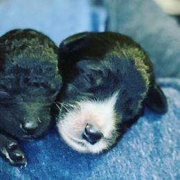 Goldendoodle Puppies from Golden GoldenDoodles