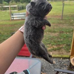 Kimber - Blue female Pomeranian puppy in Chattanooga, Tennessee from Valley Poms