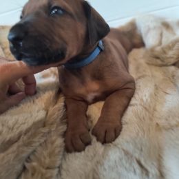 Boy 3 - Wheaten blk nose male Rhodesian Ridgeback puppy in Kansas City, Missouri from Stoneridge Ridgebacks
