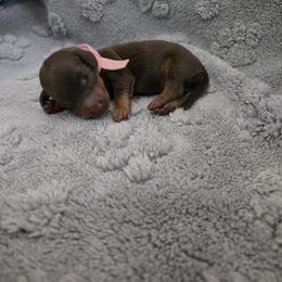 Pink - Chocolate and tan female Dachshund puppy in Mulberry, Florida from J's Mini Dachshunds