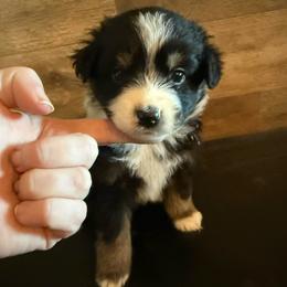 Ham - Black tri male Miniature Australian Shepherd puppy in Gatesville, Texas from Southern Promise Aussie’s